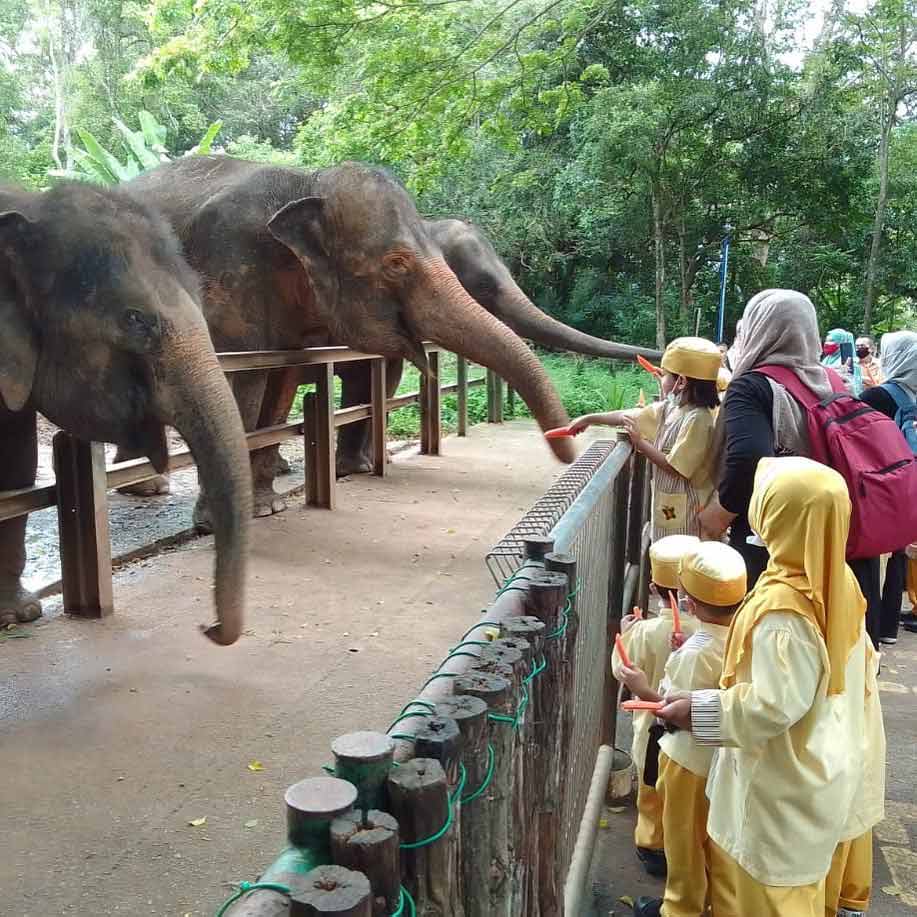 Melaka Zoo and Night Safari - Elephant Feeding