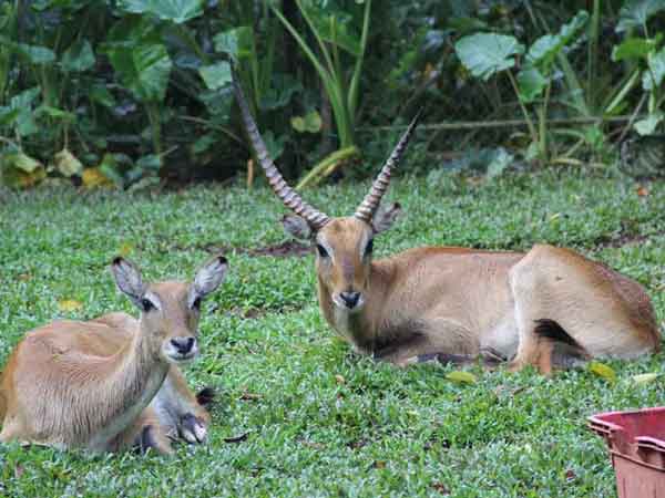 Melaka Zoo and Night Safari